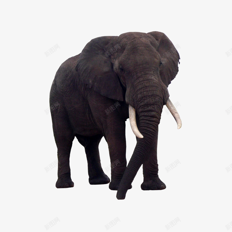 黑象png免抠素材_新图网 https://ixintu.com 亚洲象 大象 野生动物 非洲象