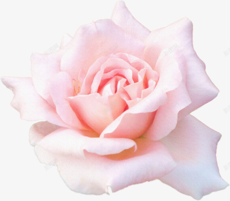 单朵的粉色玫瑰花花朵png免抠素材_新图网 https://ixintu.com 玫瑰花 粉色 花朵