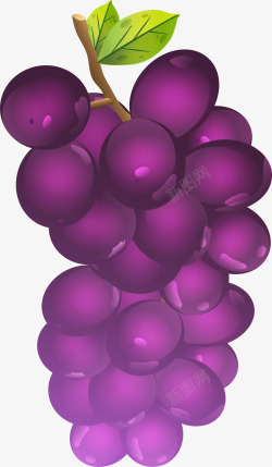 葡萄串免抠素材精美的紫葡萄矢量图高清图片