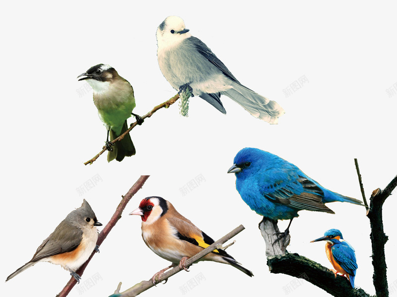 鸟类摄影png免抠素材_新图网 https://ixintu.com 动物 各种鸟 树枝 漂亮小鸟 灰色小鸟 蓝色小鸟 鸟类 鸟类摄影