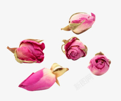 法兰西玫瑰五颗法兰西玫瑰花苞高清图片