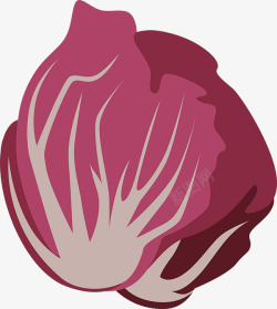 意大利红菊苣手绘红菊苣高清图片
