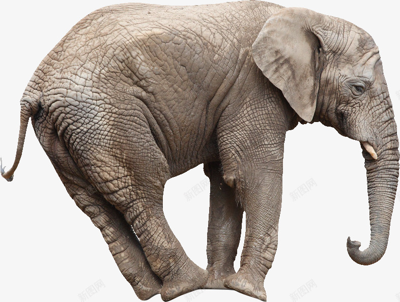 大象实物图png免抠素材_新图网 https://ixintu.com 动物 大象 大象实物图 幼象 最大的动物 长鼻子