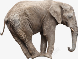 幼象大象实物图高清图片
