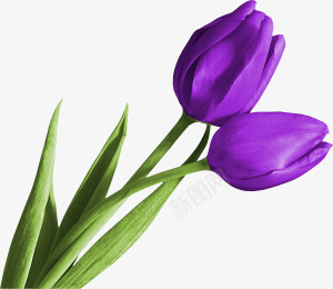 紫色郁金香png免抠素材_新图网 https://ixintu.com 紫色 花卉 郁金香 郁金香图片 鲜花