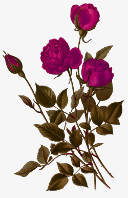 紫色手绘玫瑰花装饰图案素材
