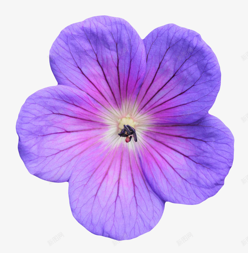 紫色植物带纹理的一朵大花实物png免抠素材_新图网 https://ixintu.com 一朵大花 五角星 植物界 种类 纹理 纹路 花冠 花卉 花托 花芯 花萼 草本植物