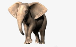 行走中的白领行走中的大象正面高清图片