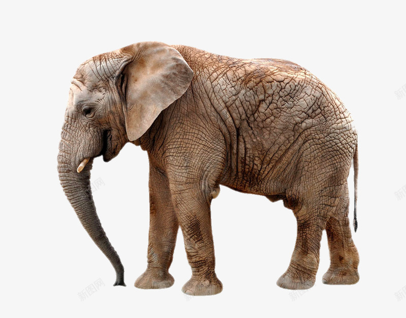 垂着鼻子的大象png免抠素材_新图网 https://ixintu.com png图片 免费png元素 动物 大象 高清免费png