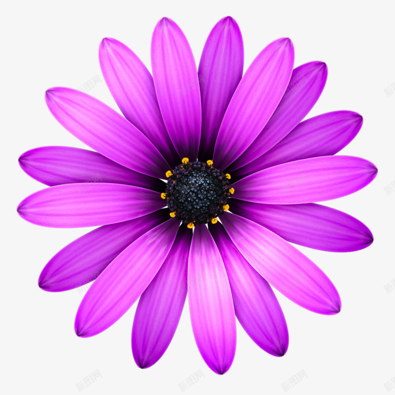 紫色向日葵背景png免抠素材_新图网 https://ixintu.com 向日葵 图片 紫色 背景