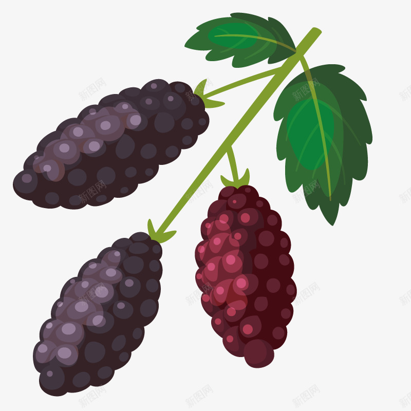 紫色食物桑椹png免抠素材_新图网 https://ixintu.com 手绘模型 果实 枝叶 水果 食材