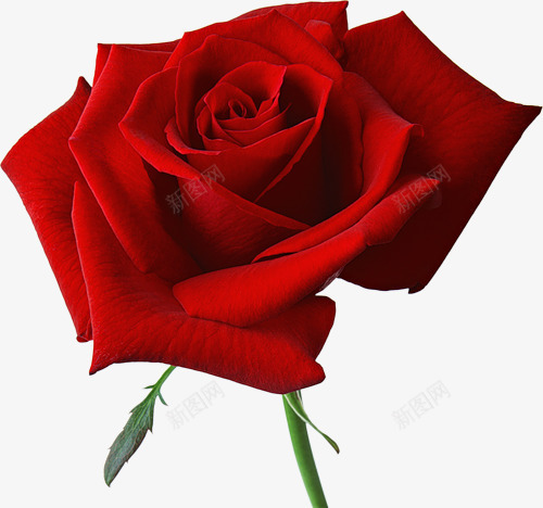 一朵红色玫瑰花装饰png免抠素材_新图网 https://ixintu.com 一朵 图片 玫瑰花 红色 装饰