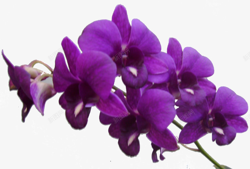 紫罗兰花png免抠素材_新图网 https://ixintu.com 实物 紫罗兰 紫色花朵 花