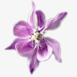 一朵兰花紫罗兰花瓣高清图片