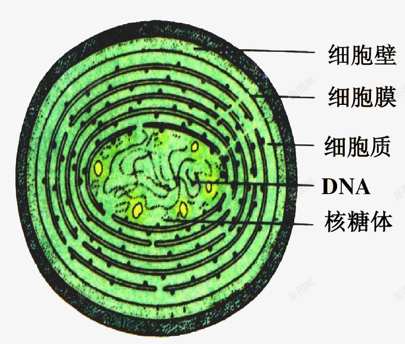 绿色手绘医学细胞结构图png免抠素材_新图网 https://ixintu.com 医学 医学细胞 图形 手绘 简约 细胞 结构