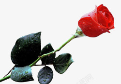 玫瑰花带枝一支带叶子的红色玫瑰花高清图片