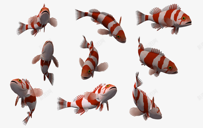 自然3d鱼类精美鱼群png免抠素材_新图网 https://ixintu.com 3D 3d卡通鱼 动物 海洋 海洋素材 精美 自然 鱼群