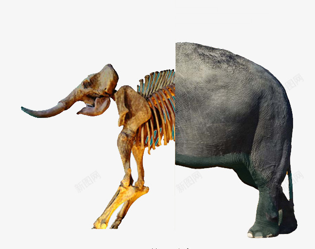 大象化石png免抠素材_新图网 https://ixintu.com 化石 大象 考古 骨架