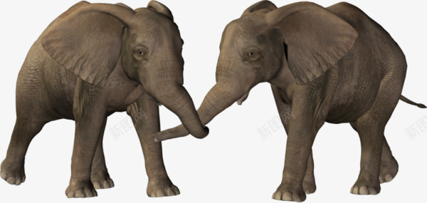 两只大象png免抠素材_新图网 https://ixintu.com 一对大象 两只大象 大象 网页大象素材 网页游戏大象素材