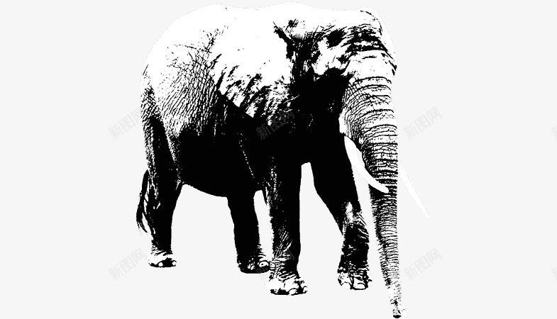 黑白大象线条轮廓画png免抠素材_新图网 https://ixintu.com 大象 线条 轮廓 黑白