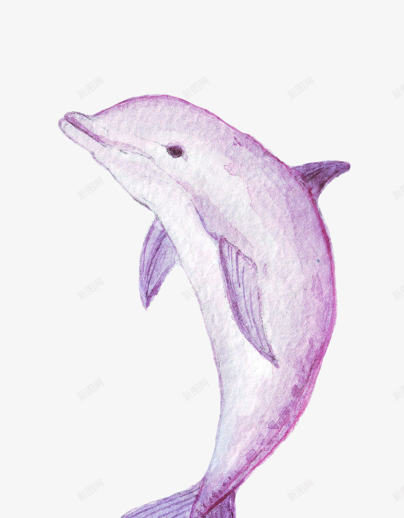 紫色鲸鱼png免抠素材_新图网 https://ixintu.com 一条 卡通 可爱 手绘 简图 紫色 跳跃 鲸鱼
