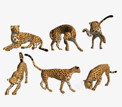 行走的豹子各种姿势的金钱豹高清图片