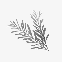 灰色调料手绘灰色迷迭香植物插画高清图片
