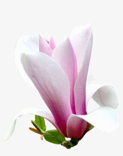 花树林观赏红玉兰紫玉兰花儿高清图片