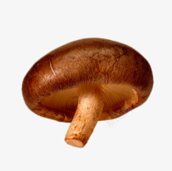 生态香菇美味香菇高清图片