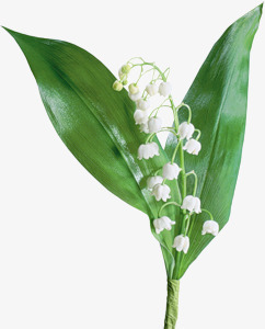白色花朵绿叶桌面素材
