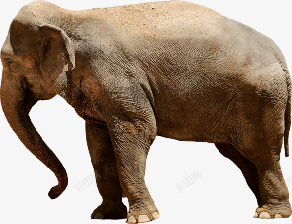 非洲大象png免抠素材_新图网 https://ixintu.com 动物 大型 大象 非洲
