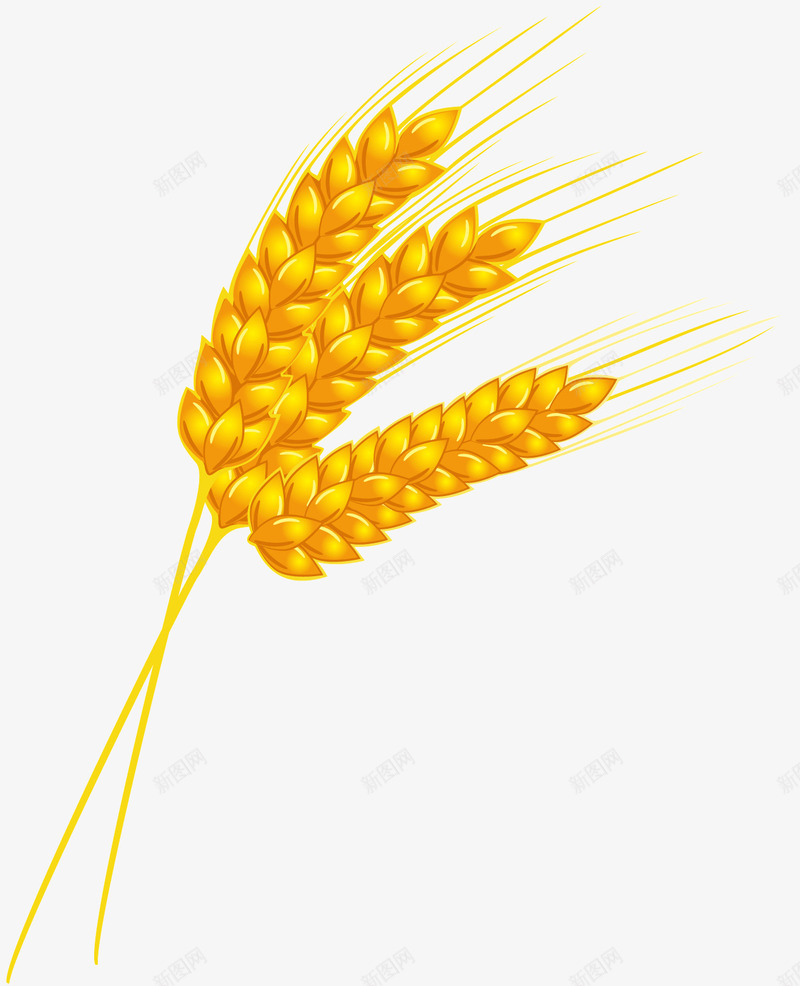 几根黄色的麦穗png免抠素材_新图网 https://ixintu.com 吃的 秋天大丰收 粮食 金黄色 食品 食物 黄色的麦穗