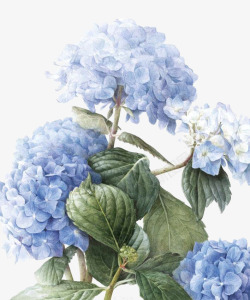多簇淡蓝色手绘花素材