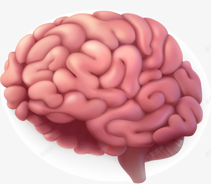 粉色扭曲大脑png免抠素材_新图网 https://ixintu.com 人体器官 器官 存储 粉色大脑 脑容量 装饰图案 记忆