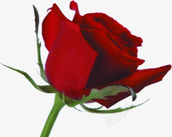 多刺玫瑰鲜花红色素材