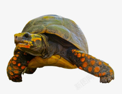 爬行动物陆龟雄性大只陆龟高清图片