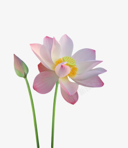 吉梗花粉红色纯洁的花苞带梗的水芙蓉实高清图片