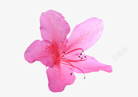 粉色花朵psd免抠素材_新图网 https://ixintu.com 兰花 植物 盛开的花 花瓣