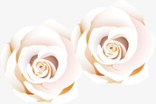 白色纯洁婚礼花朵png免抠素材_新图网 https://ixintu.com 婚礼 白色 纯洁 花朵