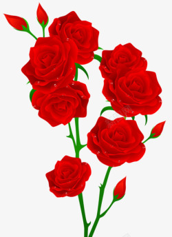 盛开的美丽的红玫瑰素材
