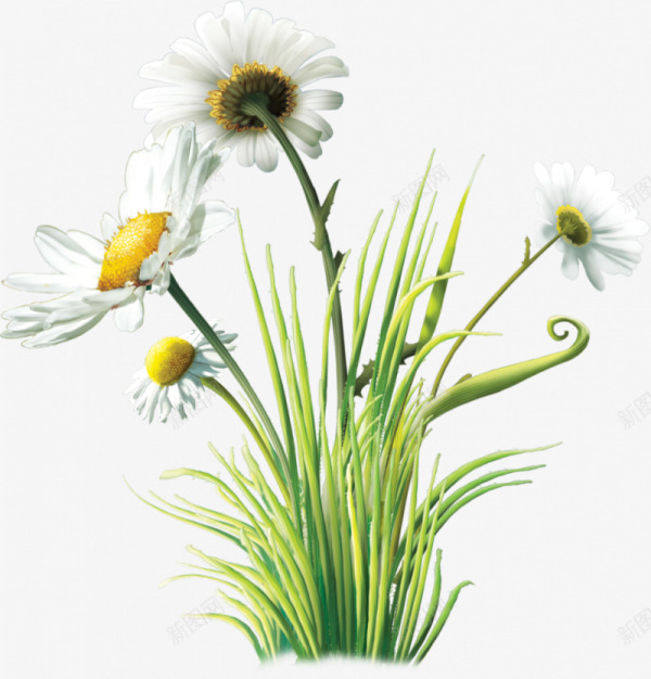 绿色草丛白色花朵png免抠素材_新图网 https://ixintu.com 白色 绿色 花朵 草丛