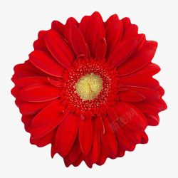 红色有观赏性茂盛的一朵大花实物素材