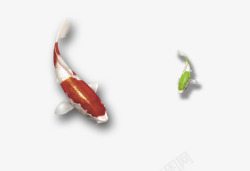 绿鲤鱼红绿鱼高清图片