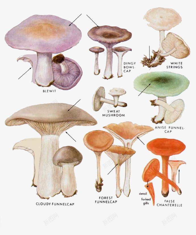 卡通蘑菇灵芝png免抠素材_新图网 https://ixintu.com 植物 灵值 生态农业 菌类植物 蘑菇