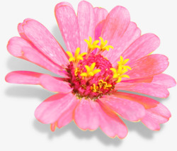 粉色水彩花朵盛开素材