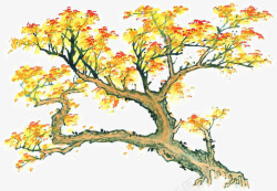 树谱彩墨手绘枫树高清图片