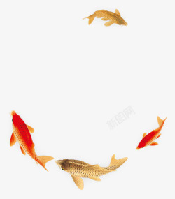 红色金色鲤鱼手绘素材