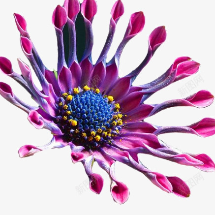 绽开的花朵png免抠素材_新图网 https://ixintu.com 写实 创意 手绘 拟物化 花
