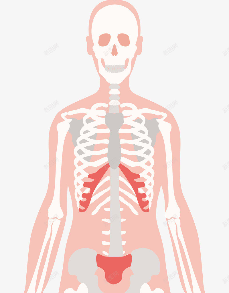 人体骨骼png免抠素材_新图网 https://ixintu.com 人体肌肉骨骼 人物 医学 框架 骨头人 骨骼