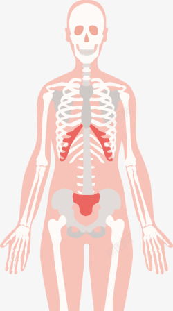 人物框架人体骨骼高清图片